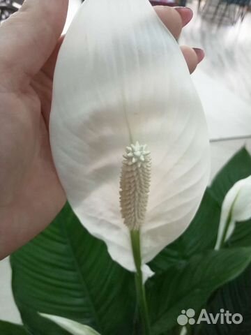 Спатифиллум королевский купить в Краснодаре | Товары для дома и дачи ...