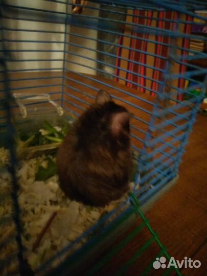 Продам сирийского хомяка с клеткой