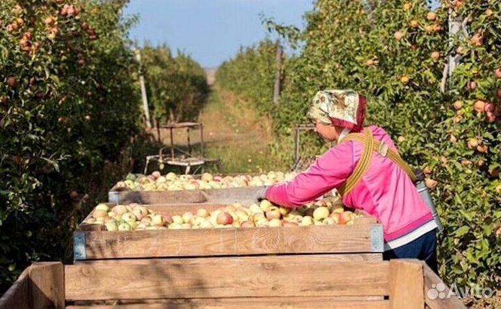 Работа Сборщиком яблок. Вахта
