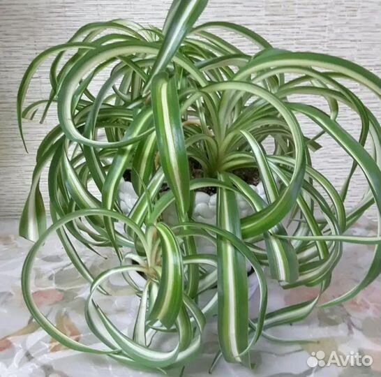 Хлорофитум кудрявый бонни, традесканция зебрина