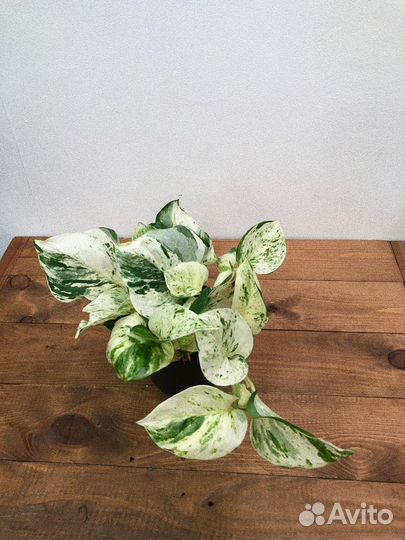 Эпипремнум хэппи лиф