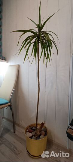 Пальма драцена