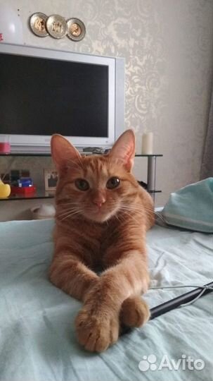 Ветеринарные услуги, передержка животных