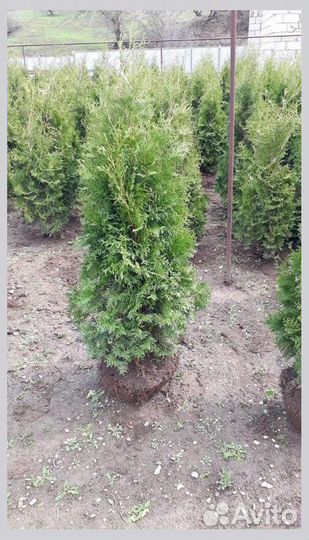 Туя Колумна для живой изгороди