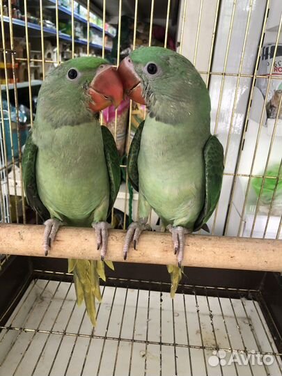 Александрийский попугай выкормыши птенцы