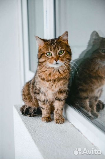 Кот Проша