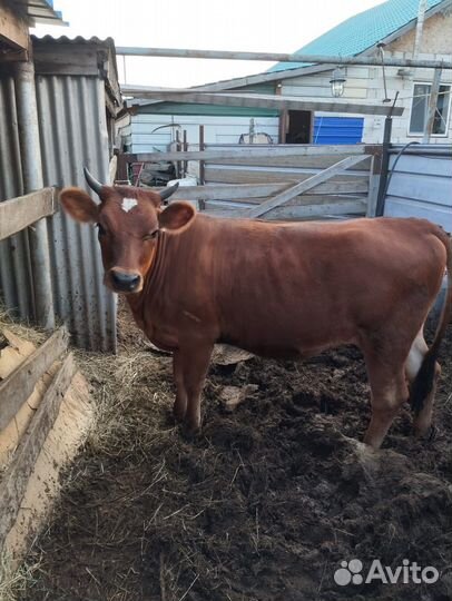 Джерсийская нетель