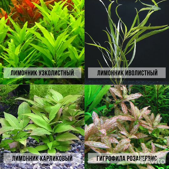 Аквариумные растения прайс от 08.07