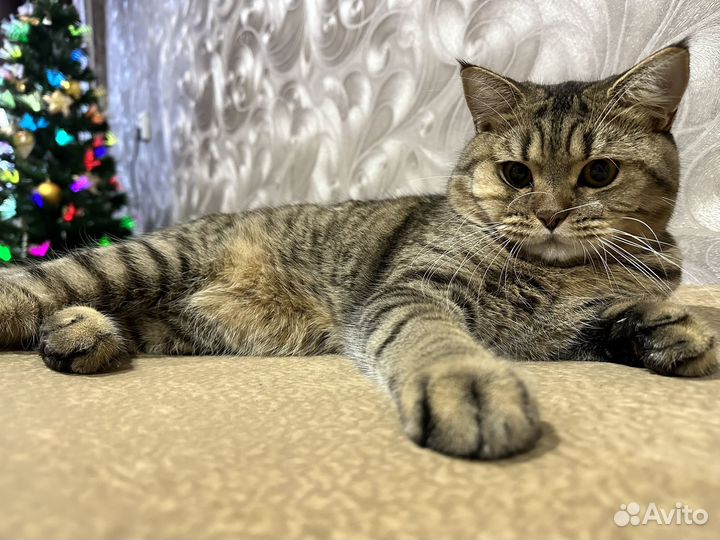 Кот на вязку