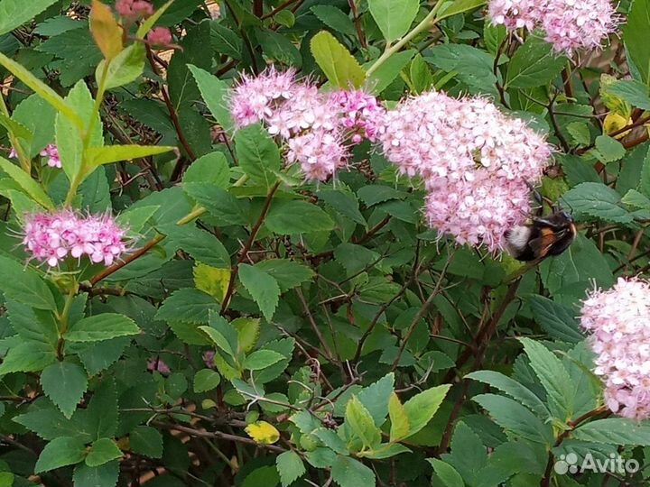 Шикарный куст спиреи