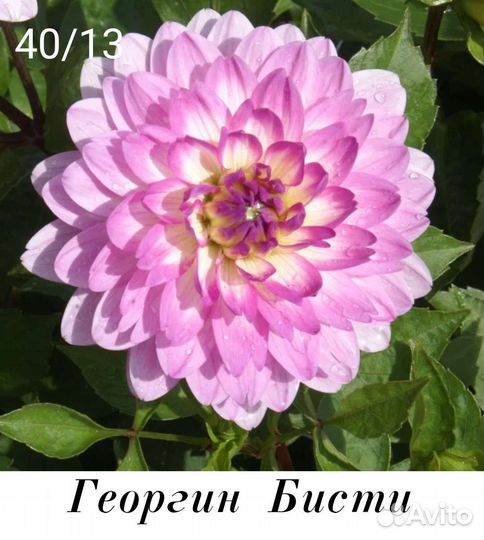 Георгины сортовые клубни