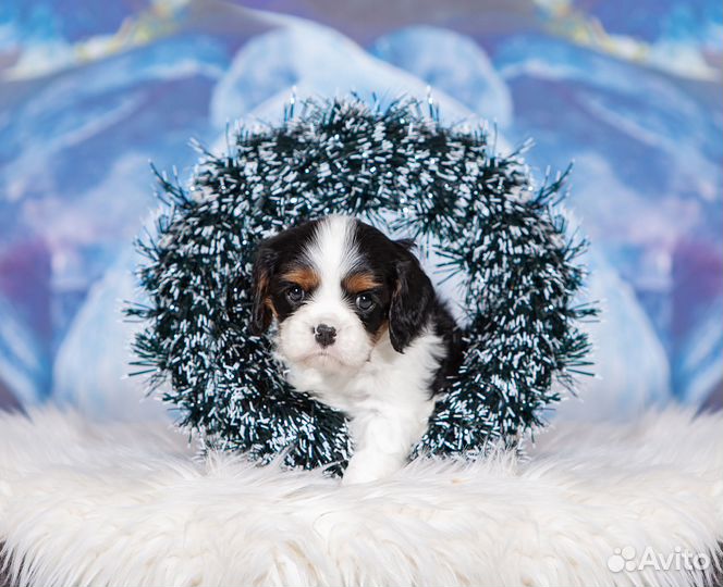 Кавалер кинг чарльз спаниель триколор