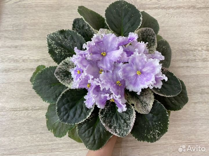 Укорененные черенки фиалок