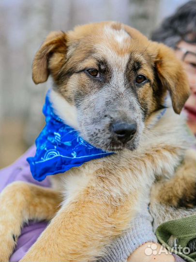 Собака в клетке