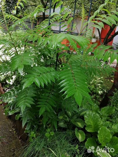 Саженцы сумах 500руб