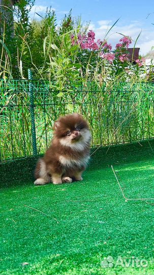 Девочка Тип Мишка Помтранского Шпица