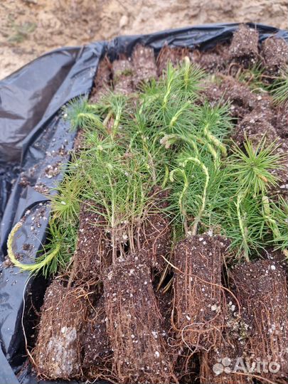 Саженцы ели европейской зкс в розницу