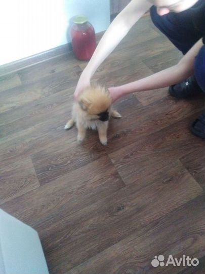 Шпицы разные. Доставка из Челябинска