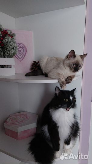 Котенок 3 мес. К лотку приучена