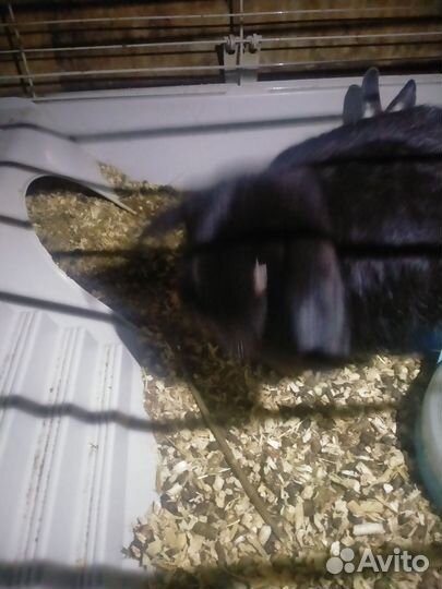 Декоративные кролики вислоухие