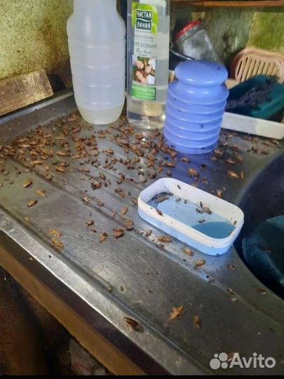 Дезинфекция Уничтожение тараканов клопов навсегда