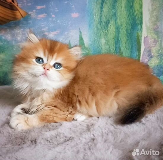 Золотая шиншилла BLH ny 12