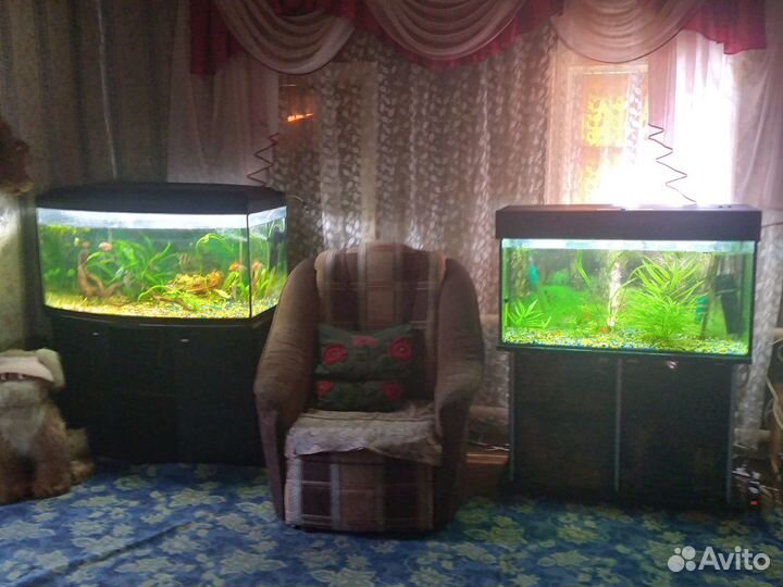 Аквариумные рыбки