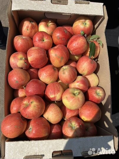 Яблоки опт галла