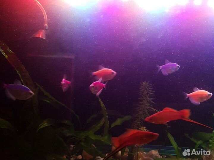 Аквариум рыбки