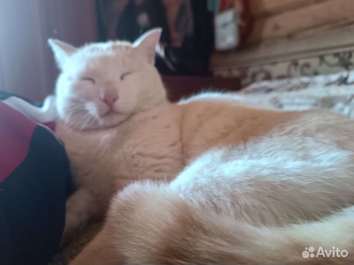 Отдаю в добрые руки