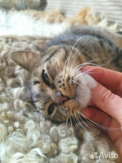 Кошка ищет дом
