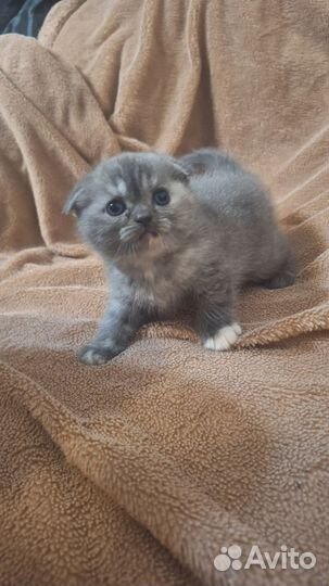 Вислоухие котята