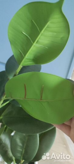 Искусственный фикус (ботаническая копия)