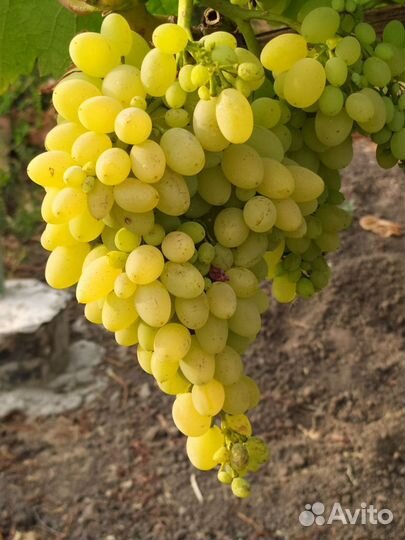 Саженцы, кишмиш, зкс, сорт Хоуп