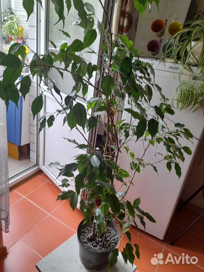 Фикус бенджамина