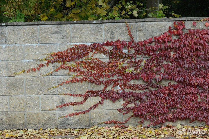 Саженцы девичий виноград