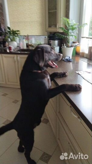 Кобель лабрадора вязка