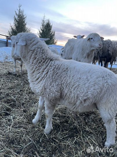 Ягнята барашки