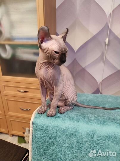 Эльф, двэльф