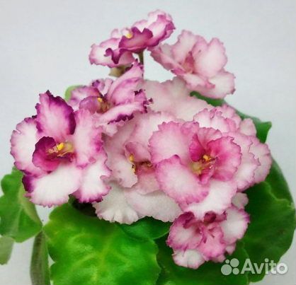 Мини фиалки