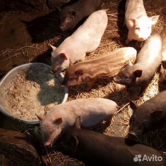 Вьетнамские поросята