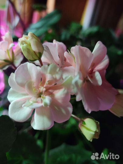 Пеларгония герань