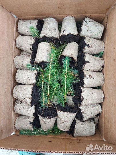 Саженцы ели зкс в розницу