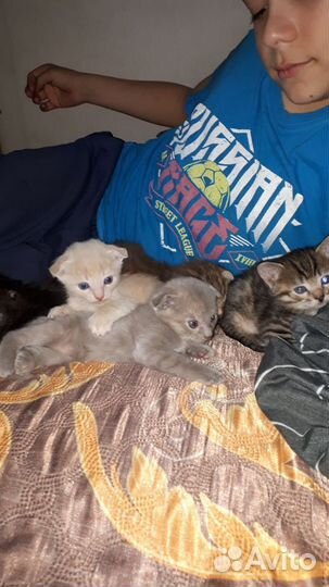 Кошка в дар бесплатно