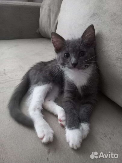 Котенок в добрые руки