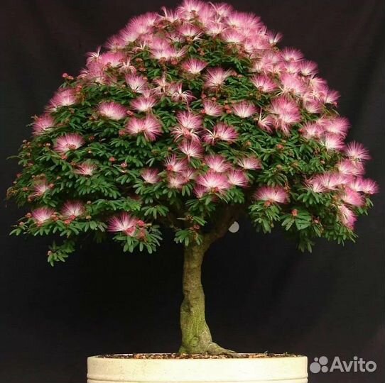 Семена бонсай, большой выбор