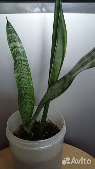 Сансевиерия
