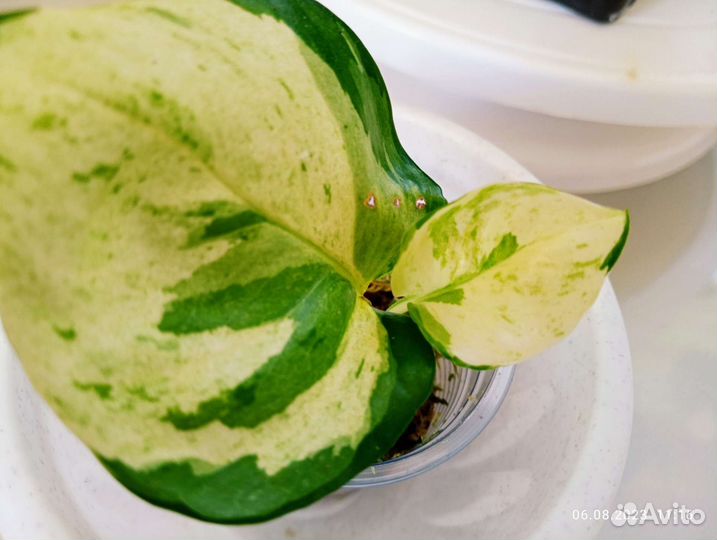 Сциндапсус эпипремнум