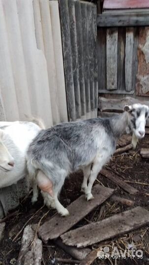 Козы и козочки альпийской и зааненской по