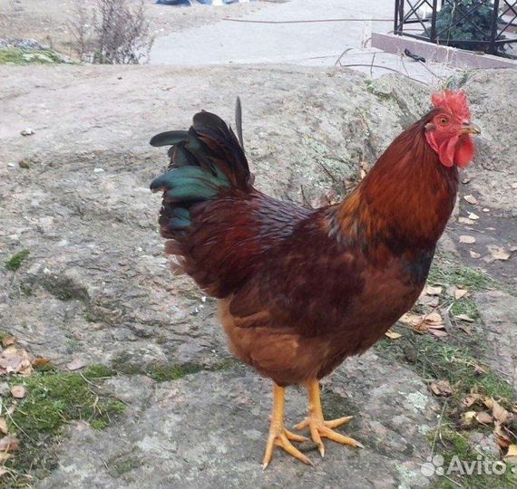 Продам петушков (тушкой или живым весом)